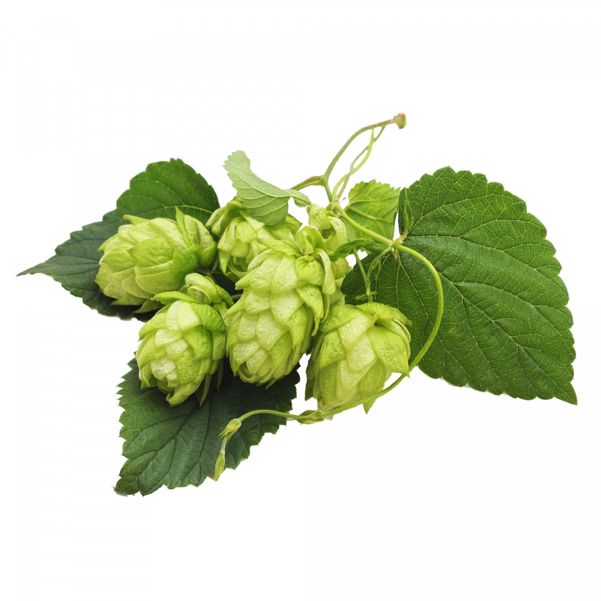 Hops Hallertau Mittelfrüh 100 g