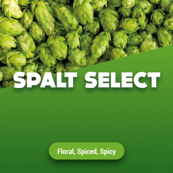 Hopbellen Spalt Select 2013 5 kg