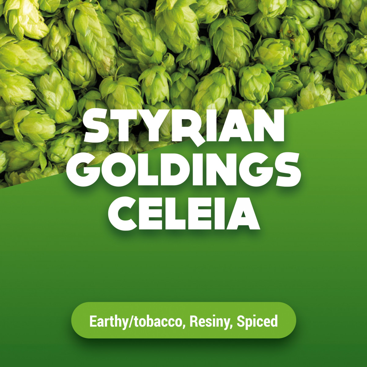 Houblons en cônes Styrian Goldings Celeia 1 kg