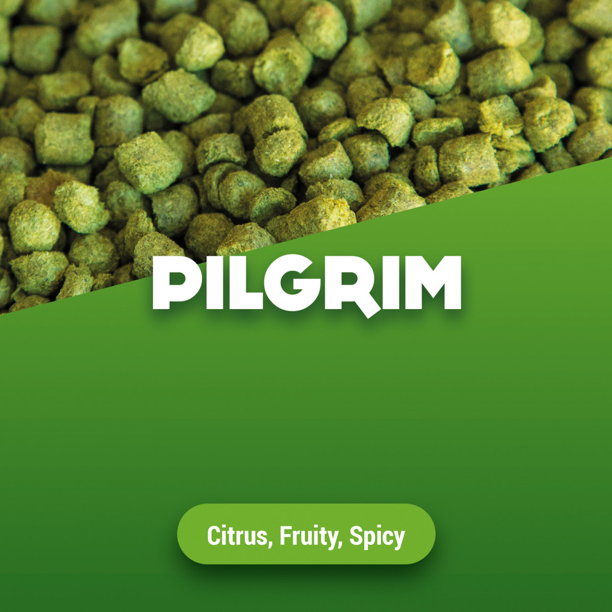 Hop pellets Pilgrim - 1 kg
