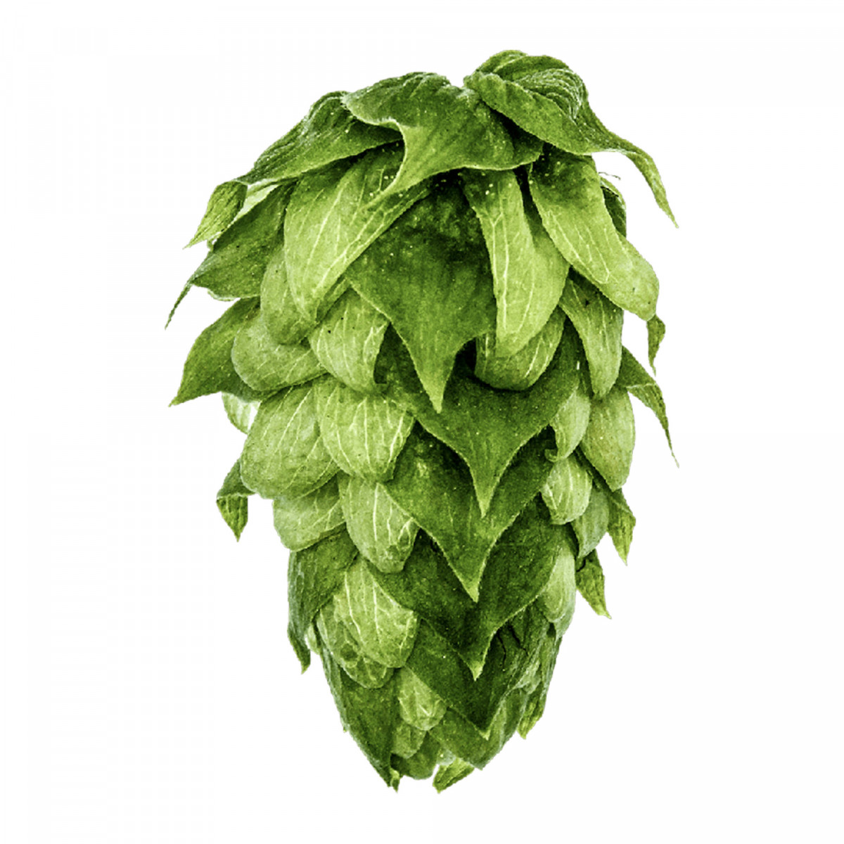 Yakima Chief Hops® Nectaron® T90 Hopfenpellets - 50 g