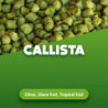Hop pellets Callista 100 g 0