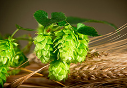 The green brewer's gold